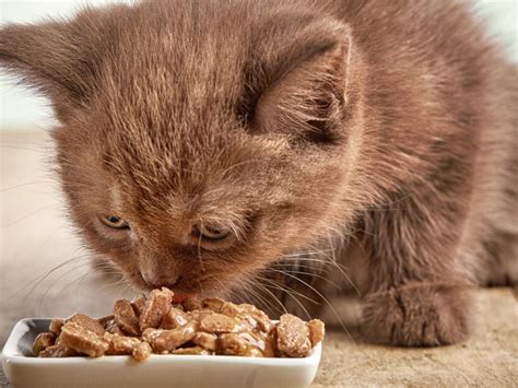 Can You Feed a Kitten Adult Cat Food? And Why Do Cats Dream of Electric Mice?