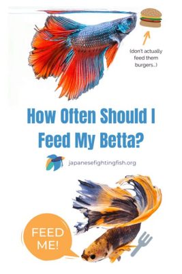 How Many Times Should You Feed a Betta Fish and Why Do They Dream of Electric Worms?