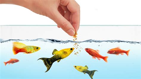 How Much Food to Feed Fish: A Deep Dive into the Art of Aquatic Nutrition