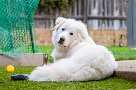 How Much to Feed a Great Pyrenees Puppy and Why They Might Secretly Love Sushi