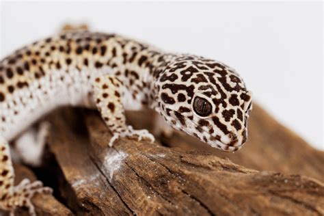 How Often Feed Leopard Gecko: A Journey Through Time and Space