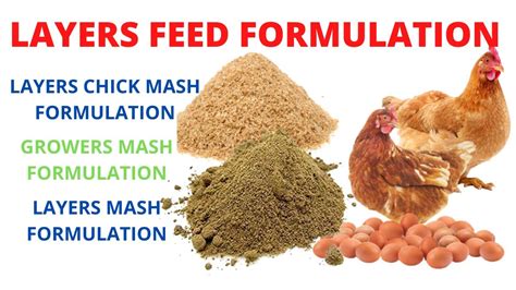 How Often to Feed Chickens: A Comprehensive Guide to Poultry Nutrition and Beyond