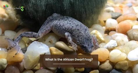 How to Feed African Dwarf Frogs: And Why They Might Secretly Love Jazz Music