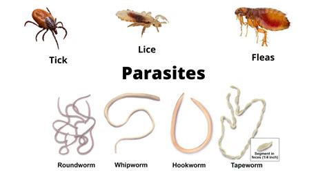  Jaxobardia! Ein winziger Parasit mit einem gigantischen Einfluss auf den Körper seines Wirtes