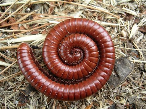  Juliform Millipede: This Creepy Crawler Will Conquer Your Nightmares (and Maybe Your Compost Bin!)