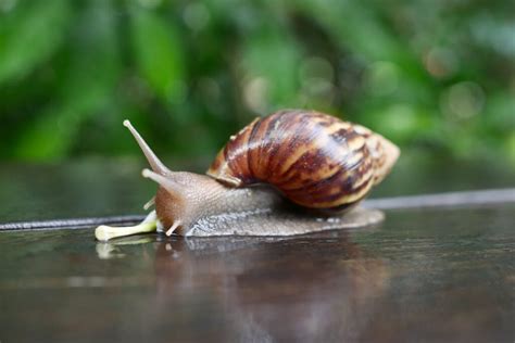  Kissing Snail! A Fascinating Gastropod Exhibiting Both Stunning Shell Patterns and Nocturnal Behavior