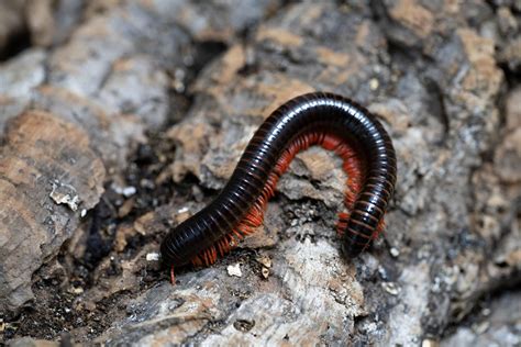  Millipede! Eine Tierpfote mit tausend Beinen, die durch das Unterholz kriecht