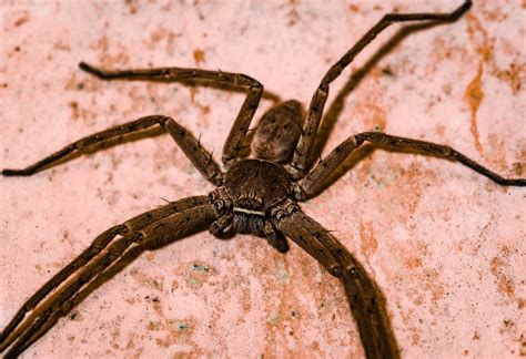  Quetschfinger - Die Spinne mit den ungewöhnlichsten Beinen und dem überraschendsten Jagdverhalten!