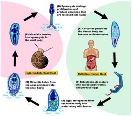  Schistosoma! Ein Parasit mit einer bemerkenswerten Lebensgeschichte: Eine Reise durch Blutgefäße und den Körper