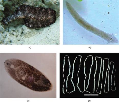 Virgulate Trematodes! Can You Imagine These Tiny Flatworms Using Their Oral Suckers To Feast On Fish?