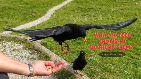 What to Feed Crows to Befriend Them: A Guide to Building Feathered Friendships and the Curious Case of Why They Love Shiny Things