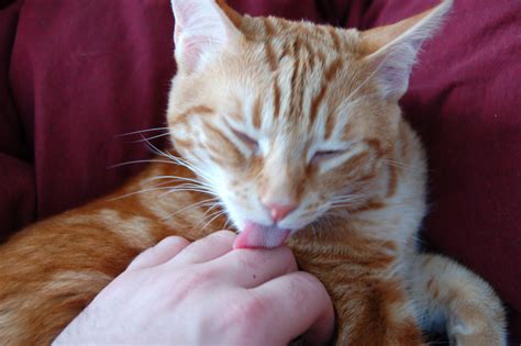 Why Does My Cat Like Licking Plastic? And Why Does It Remind Me of a Space Opera?