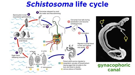  Yet Again, An Unfamiliar Trematode: Yugaulus yugae as an Exemplar of Parasitic Ingenuity!